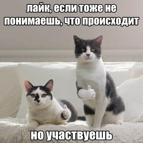 Коты тоже ничего не понимают