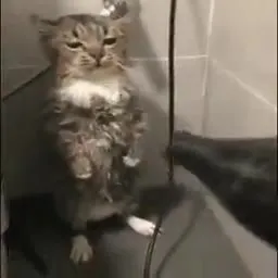 Мокрый кот держит оборону