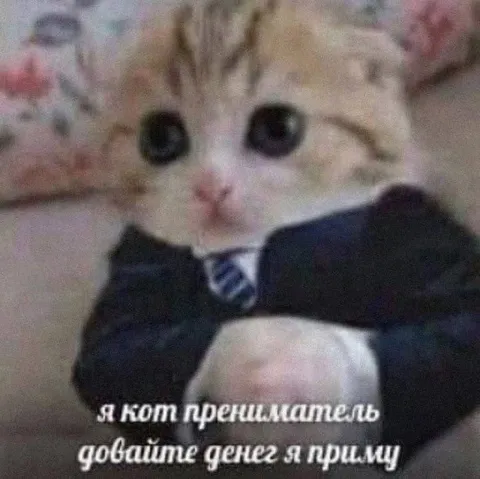 Кот-предприниматель принимает деньги
