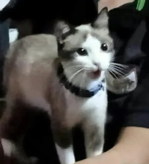 Кот с открытым ртом