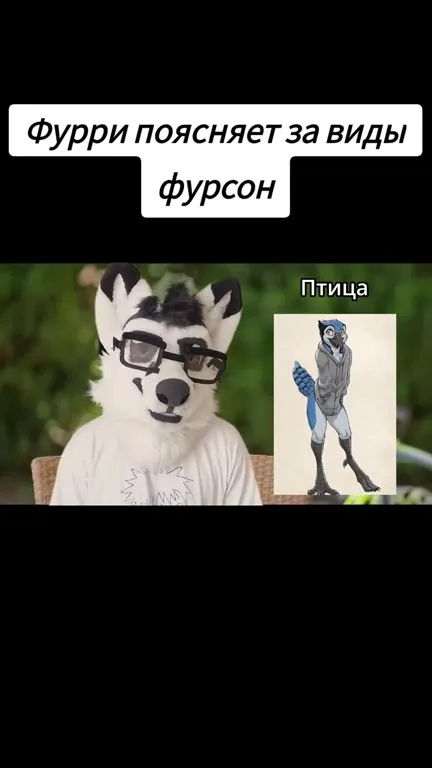 Фурри объясняет виды фурсон