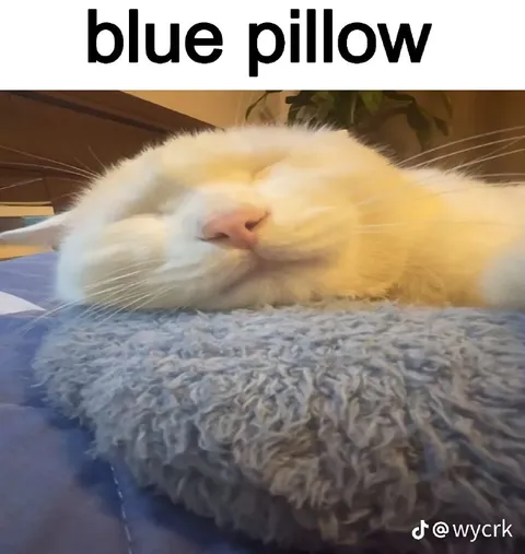 Blue Pillow Cat
