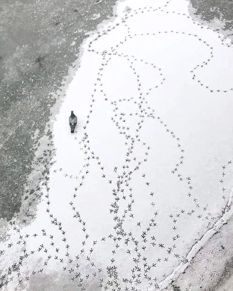 Кот оставил огромный след