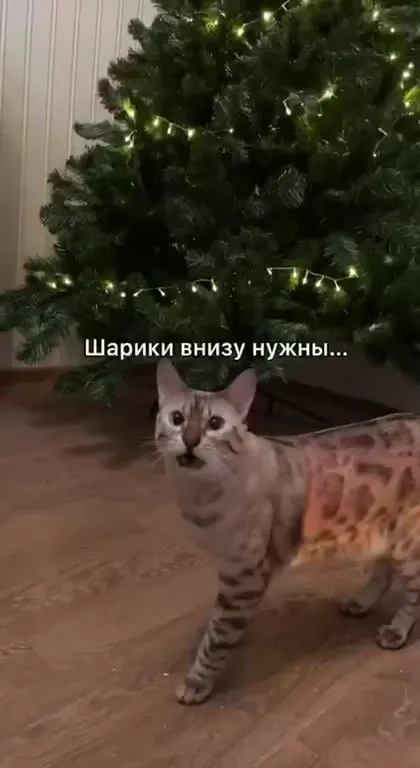 Кот наконец получил шарик