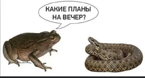 Какие планы на вечер?