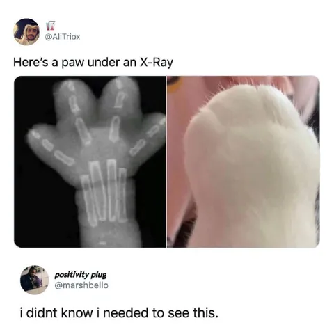 Cat Paw X-Ray Surprise
