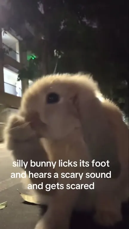 Silly Bunny Gets Scared
