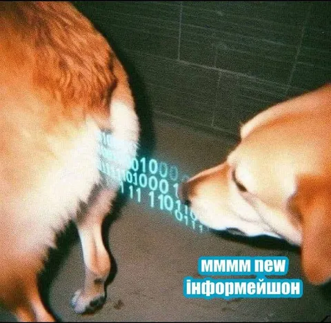 Коти обмінюються інформацією