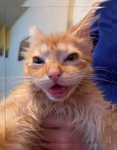 Орущий рыжий кот