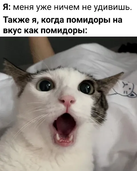 Кот, удивлённый вкусом помидоров