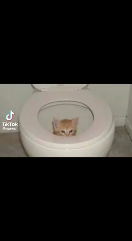 Коты в туалете под рэп