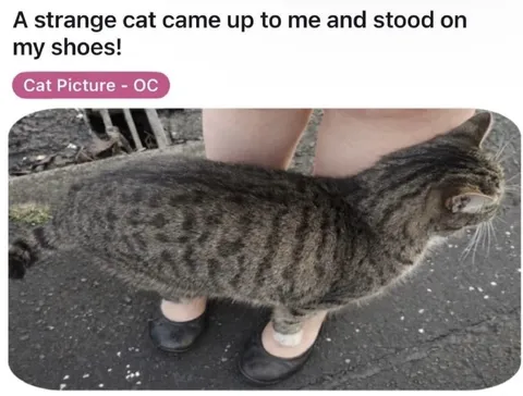 Cat Standing on Shoes