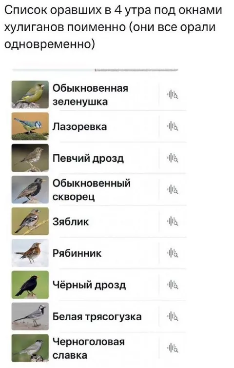 Птицы орут в четыре утра