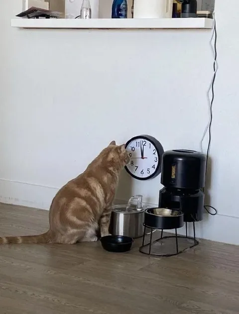 Кот ждёт время кормления