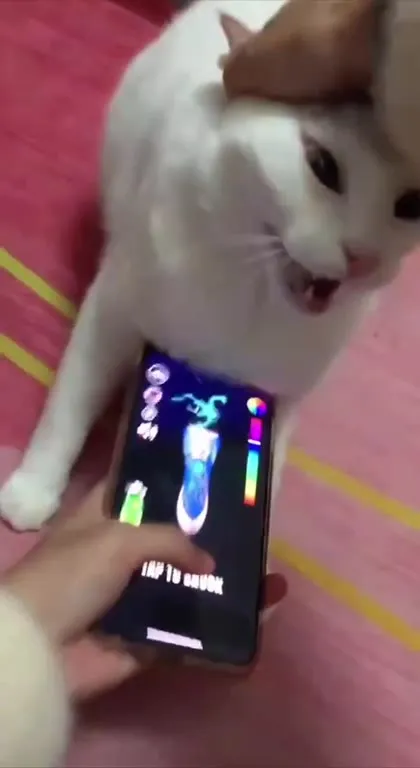 Кот защищает телефон