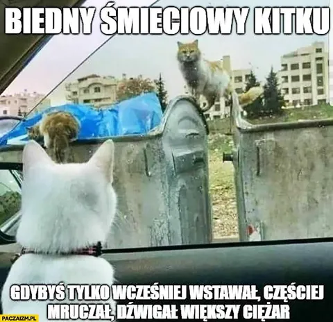 Biedny śmieciowy Kitku