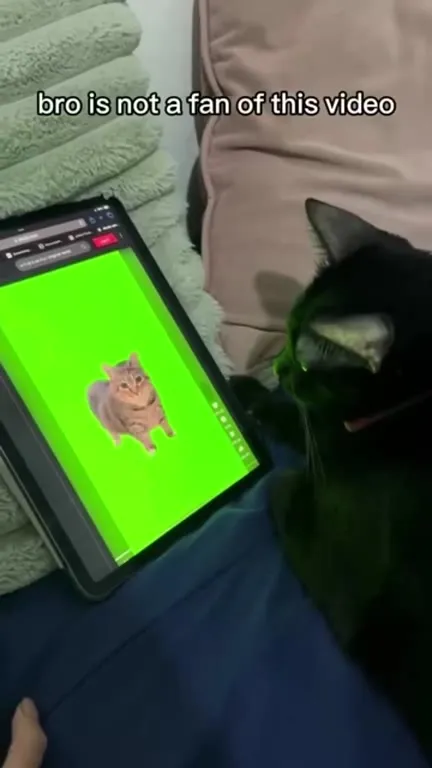 Cat Rejects the Video