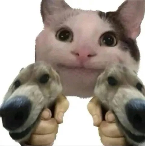 Кот с двумя собачками