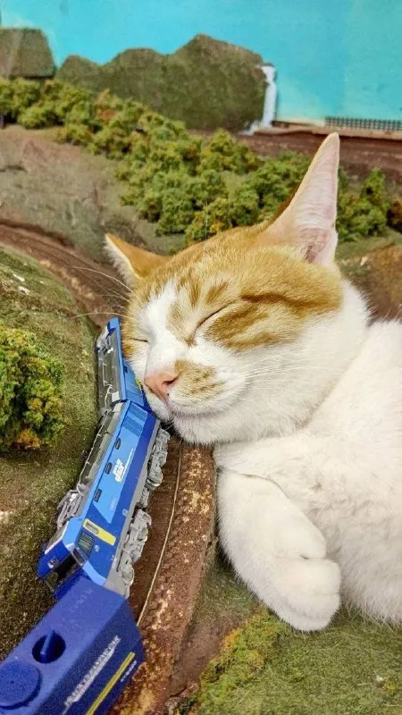 Кот спит у игрушечного поезда