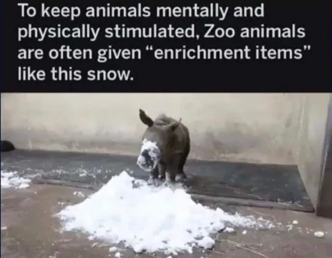 Rhino Enjoys Enrichment Snow