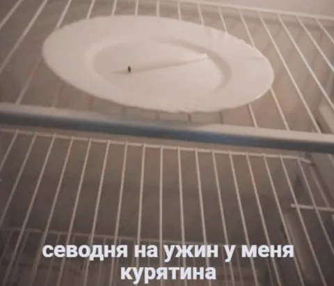 Курятина на ужин