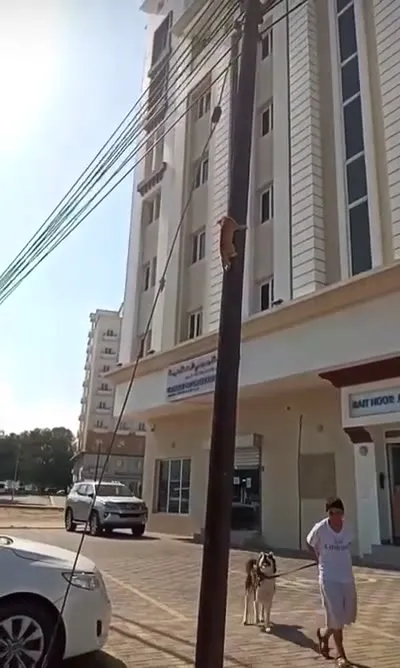 Кот взбирается по столбу