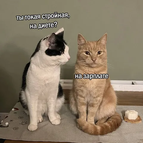 Кошка на зарплате