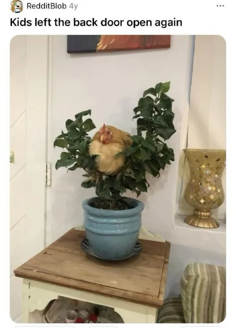 Chicken Hiding in the Plant