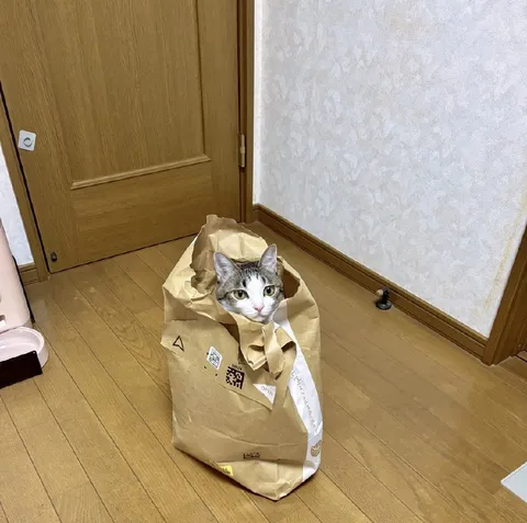 Cat in a Paper Bag