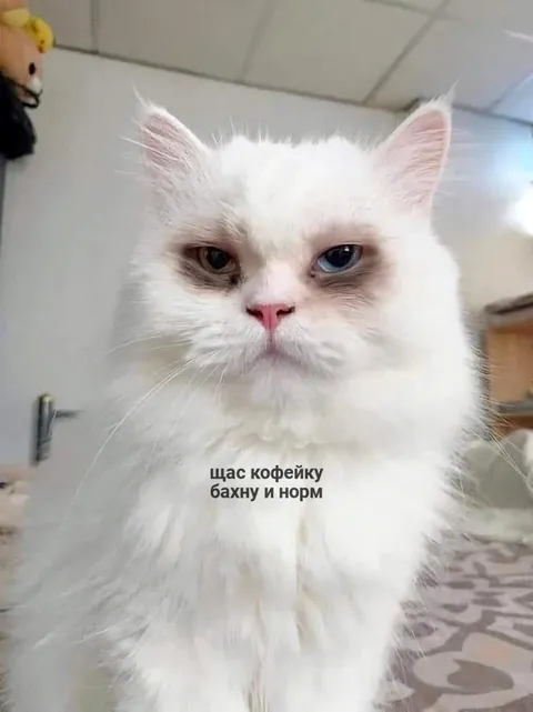 Щас кофейку бахну и норм