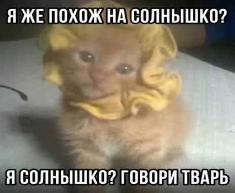Котёнок похож на солнышко