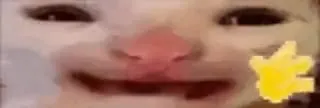 Смешной крупный план кота