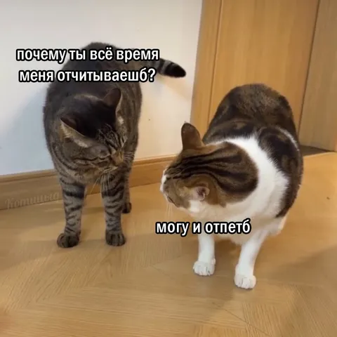Могу и отъебтб