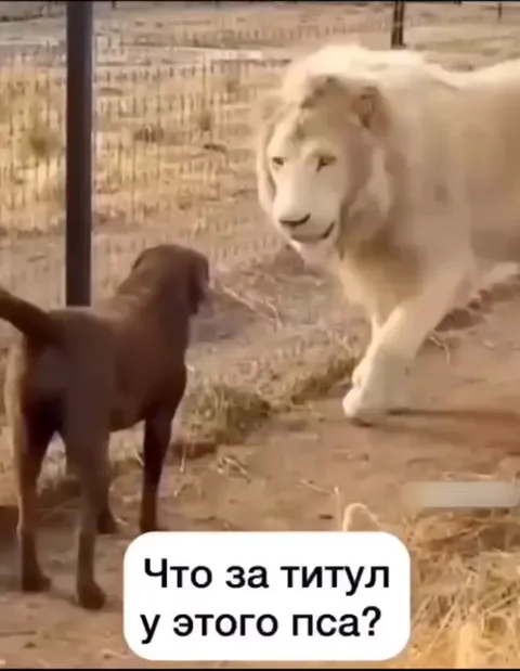 Что за титул у этого пса?