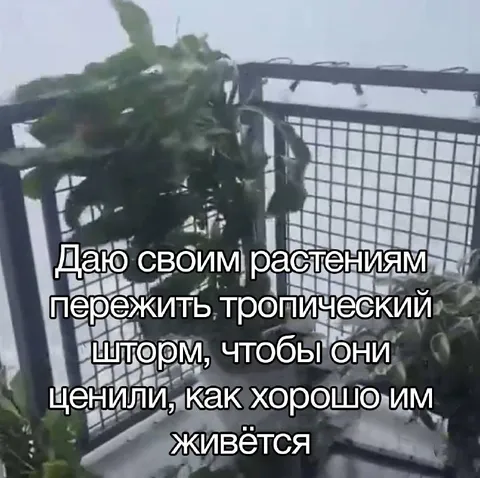 Растения после тропического шторма
