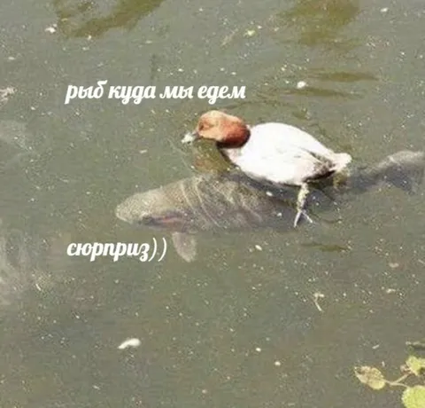 Рыбка, куда мы едем