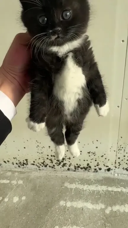 Котёнок внезапно мяукает