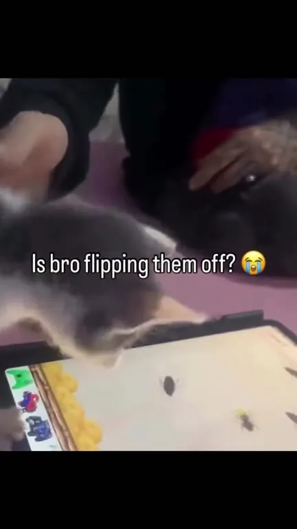 Is Bro Flipping Them Off?
