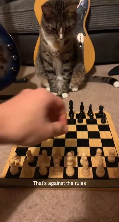 Cat Breaks the Chess Rules