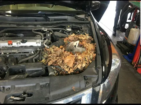 Кот под капотом автомобиля