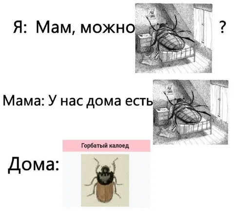 Мама, можно завести жука