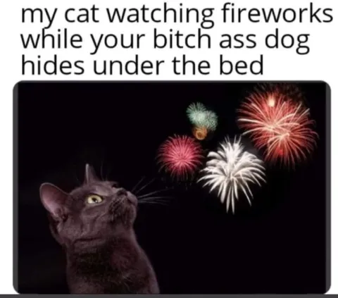Cat Watches Fireworks While Dog Hides
