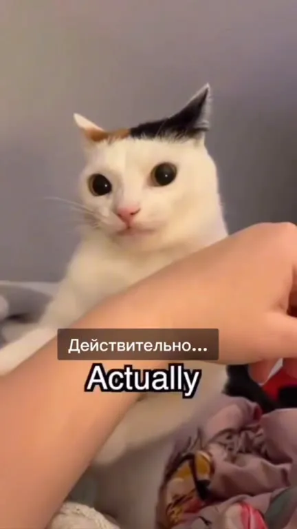 Кот пытается понять жизнь