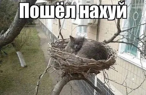 Кот в гнезде посылает нахуй