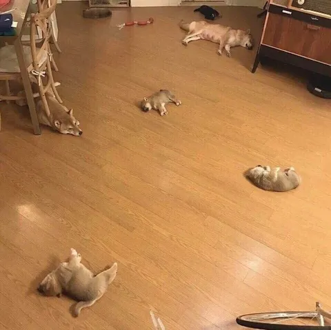 Котята уснули повсюду