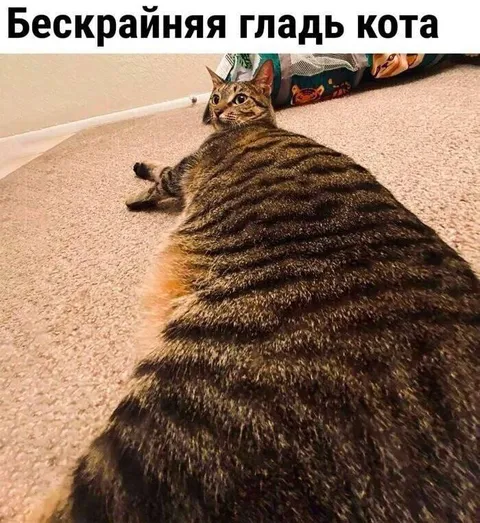 Бескрайняя гладь кота