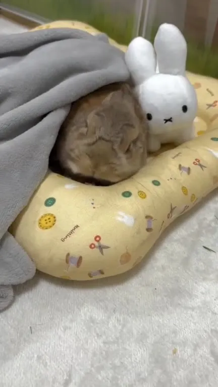Кролик спит под одеялом