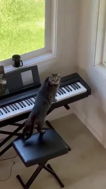 Кот играет на пианино