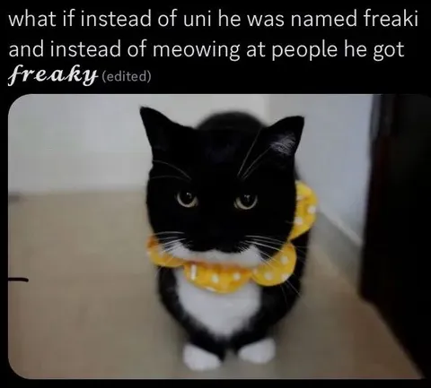 Freaky Cat Instead of Uni