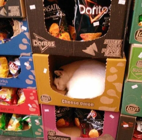 Cat Sleeping in a Chip Box